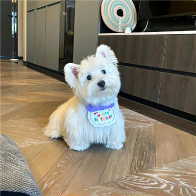 Phạm Mỹ Hoa avatar